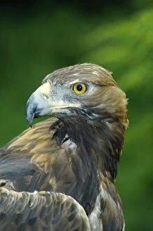 Golden Eagle - close-up