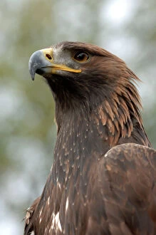 Golden Eagle - close-up of head