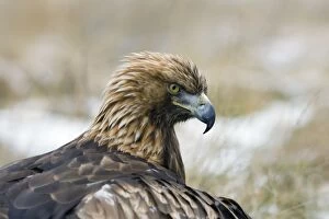 Golden Eagle - Close-up of head