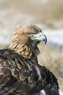 Golden Eagle - Close-up of head and wing