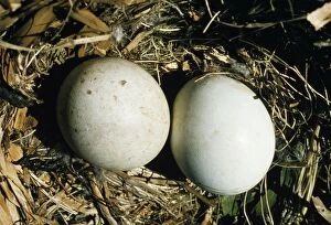 Aquila Gallery: Golden Eagle - two eggs in nest