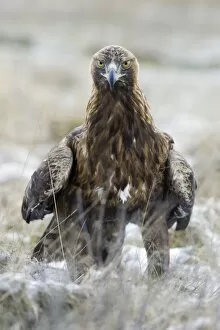 Golden Eagle - Face on Image of eagle standing on the ground