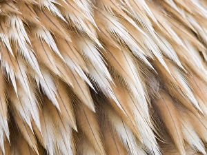 Images Dated 24th January 2005: Golden Eagle Feathers