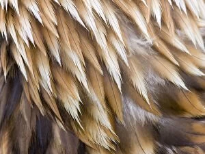 Golden Eagle Feathers - Close up of nape feathers