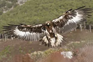 Golden Eagle - in flight - landing. Scottish Moor - Aviemore - Scotland