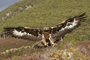 Images Dated 24th February 2008: Golden Eagle - in flight - landing. Scottish Moor - Aviemore - Scotland