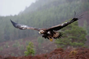 Moor Collection: Golden Eagle - in flight. Scottish Moor - Aviemore - Scotland