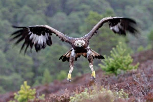 Raptors Collection: Golden Eagle - in flight. Scottish Moor - Aviemore - Scotland