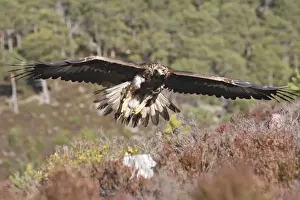 Golden Eagle - in flight. Scottish Moor - Aviemore - Scotland