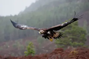 Scotland Prints: Golden Eagle - in flight. Scottish Moor - Aviemore - Scotland