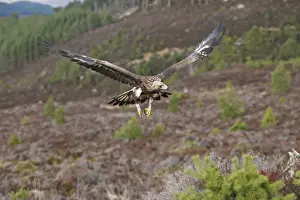 Golden Eagle - in flight. Scottish Moor - Aviemore - Scotland