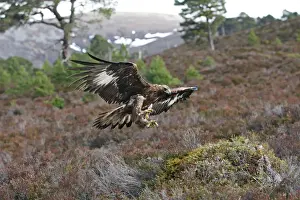 Golden Eagle - in flight. Scottish Moor - Aviemore - Scotland