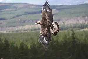 Golden Eagle - in flight. Scottish Moor - Aviemore - Scotland