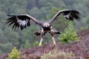 Scotland Prints: Golden Eagle - in flight. Scottish Moor - Aviemore - Scotland