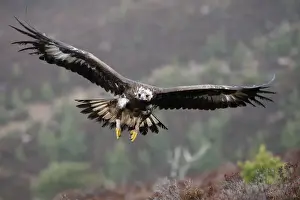 Golden Eagle - in flight. Scottish Moor - Aviemore - Scotland