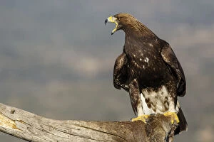 Feed Gallery: Golden Eagle - immature, first winter plumage eating