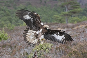 Images Dated 23rd February 2008: Golden Eagle - Moors - Aviemore - Scotland