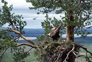 Golden Eagle - nest-building. Eagles build on the nest even when young still live in it