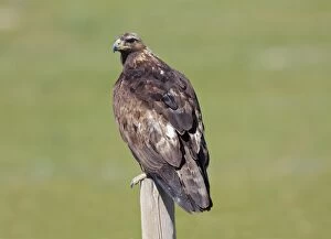 Golden Eagle perched on fence post