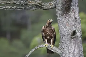 Golden Eagle - perched on pine. Scottish Moor - Aviemore - Scotland