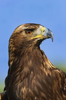Golden Eagle portrait, Captive, Aquila chrysaetos