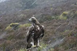 Rain Prints: Golden Eagle - in rain. Scottish Moor - Aviemore - Scotland