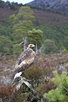 Images Dated 23rd February 2008: Golden Eagle. Scottish Moor - Aviemore - Scotland