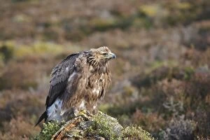 Images Dated 24th February 2008: Golden Eagle. Scottish Moor - Aviemore - Scotland