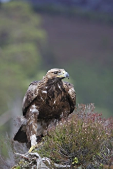 Images Dated 23rd February 2008: Golden Eagle. Scottish Moor - Aviemore - Scotland