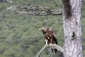Images Dated 23rd February 2008: Golden Eagle. Scottish Moor - Aviemore - Scotland
