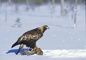 Golden Eagle - sitting on prey in snow covered forest - March - Finland
