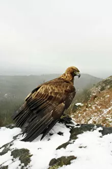 Golden Eagle - on snow covered ground overlooking a valley from a high vantage point