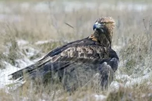 Golden Eagle - on snow covered ground with its wings spread to mantle its prey