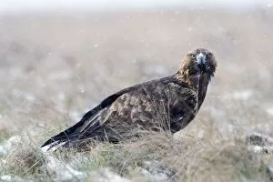 Golden Eagle - in snow storm