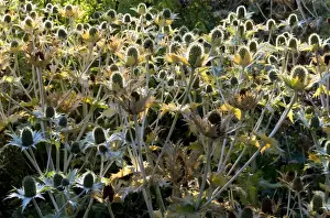 Thistle Prints: Golden Eryngium - backlit by early morning sun. Kent garden in Augustu. UK