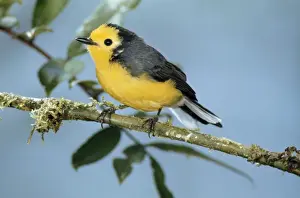 Redstart Prints: Golden-fronted Redstart