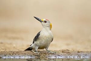 Golden-fronted Woodpecker - at drinking pool