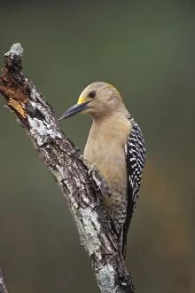 Images Dated 27th February 2007: Golden-fronted Woodpecker - Like other woodpeckers their sharp bill is used to chisel out insect
