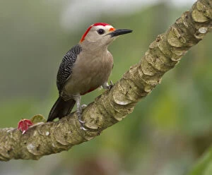 Images Dated 3rd July 2012: Golden-fronted woodpecker (Melanerpes aurifons)