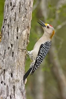 Images Dated 26th March 2008: Golden-fronted Woodpecker South Texas