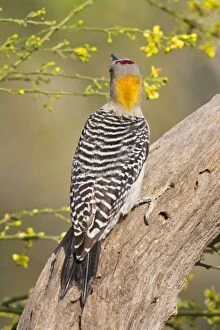 Images Dated 27th March 2008: Golden-fronted Woodpecker South Texas