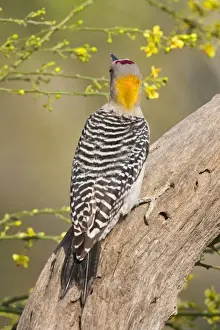 Golden-fronted Woodpecker South Texas