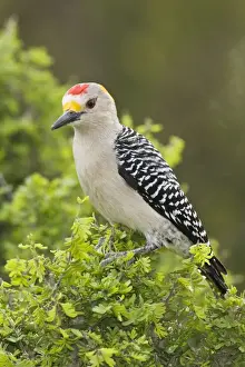 Golden-fronted Woodpecker South Texas