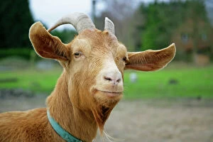 Collar Collection: Golden Guernsey Goat
