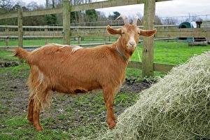 Golden Guernsey Goat eating hay