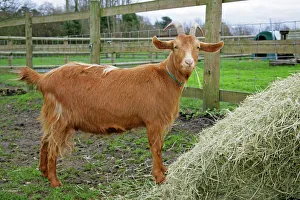 Domestic Goat
