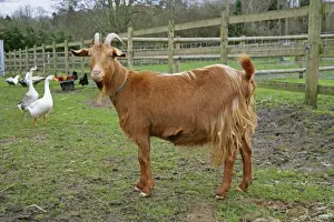 Golden Guernsey Goat in farm yard