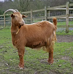 Golden Guernsey Goat in farm yard