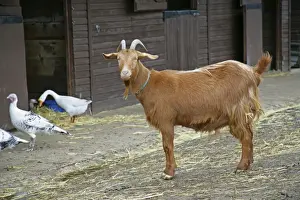 Golden Guernsey Goat in farm yard