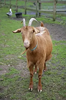 Golden Guernsey Goat in farm yard